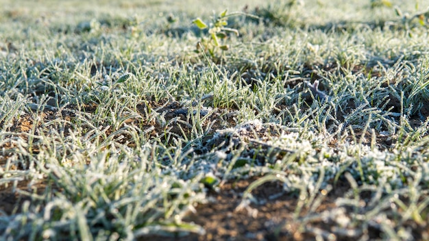 Fond d'herbe gelée. Le premier gel en automne