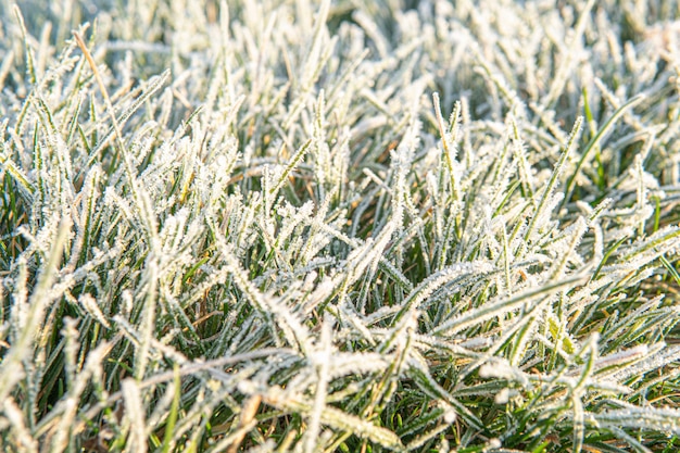 Fond d'herbe gelée. Le premier gel en automne