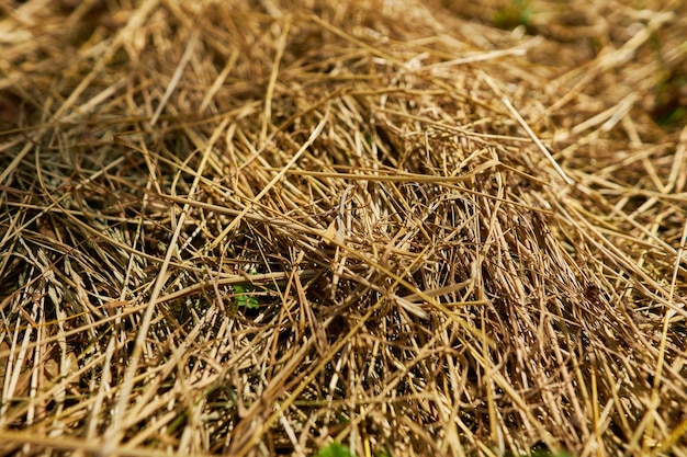 fond d'herbe jaune sèche Un fond d'herbe jaune sèche adaptée à la texture