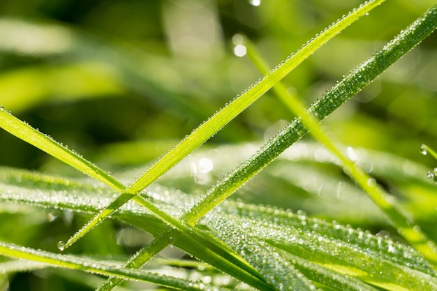 Fond d&#39;herbe peu profonde Dof