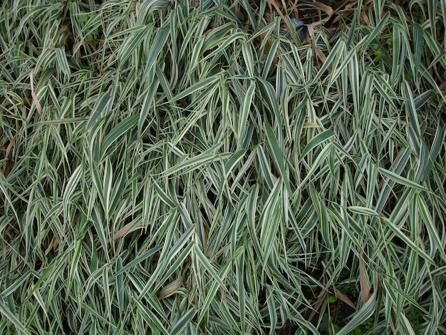 fond d'herbe à rayures vertes