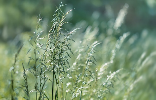 Fond d'herbe sauvage