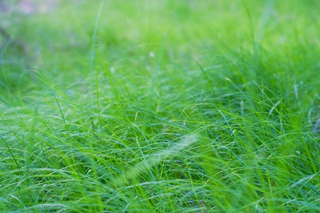 Fond d'herbe verte abstraiteSummer nature