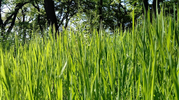 Fond d'herbe verte avec champ de blé Sun Beam Les cultures d'hiver ont germé Le printemps est venu