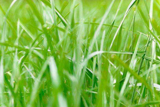 Fond d&#39;herbe verte dans le flou artistique.