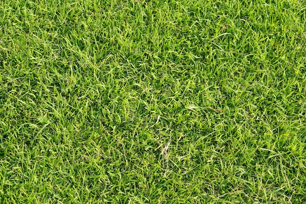 fond d'herbe verte dans le terrain de football