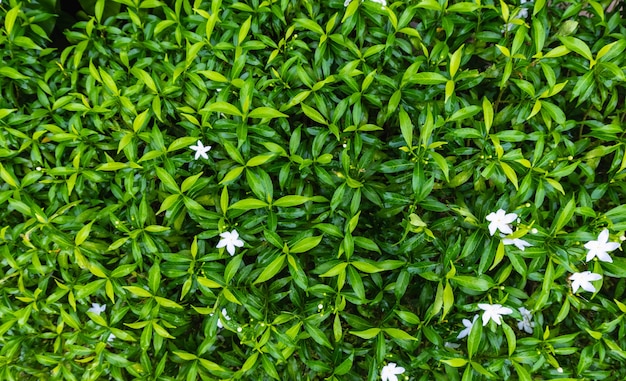 fond d'herbe verte et de feuilles vertes