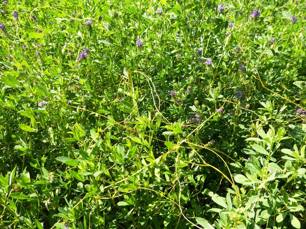 Fond d'herbe verte avec des fleurs