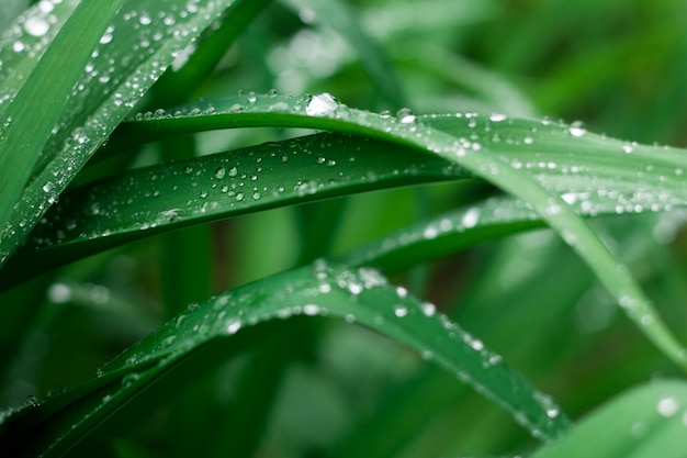 Fond d&#39;herbe verte fraîche avec des gouttes de pluie