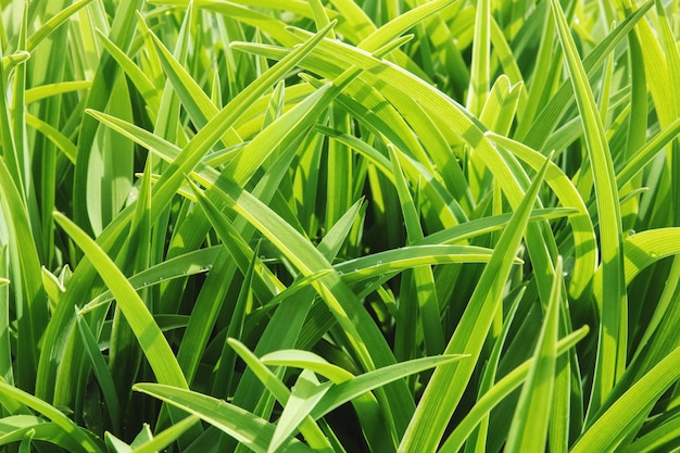 Fond d'herbe verte fraîche et lumineuse