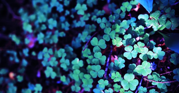 Fond d'herbe verte froide Symbole de trèfle à quatre feuilles de St Patricks Day