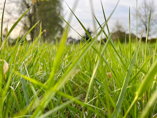 Fond d'herbe verte haute floraison