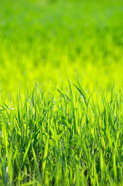 Fond d'herbe verte avec mise au point sélective