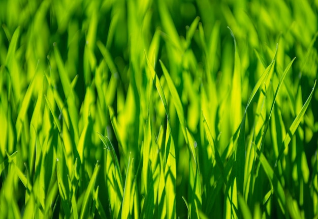 Fond d'herbe verte avec mise au point sélective