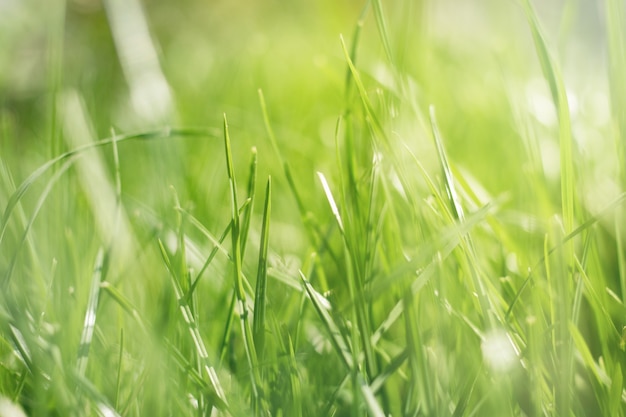 Fond d'herbe verte naturelle avec le soleil d'été met en évidence le jardin extérieur bokeh