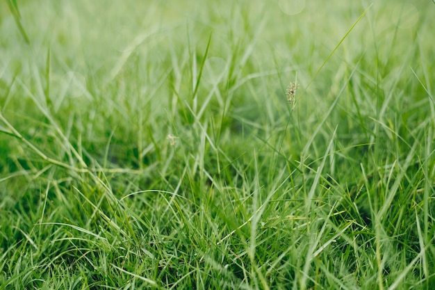 Fond d'herbe verte naturelle