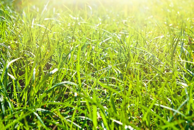 Fond d'herbe verte par une journée ensoleillée