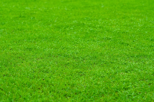 Fond d'herbe verte, terrain de football