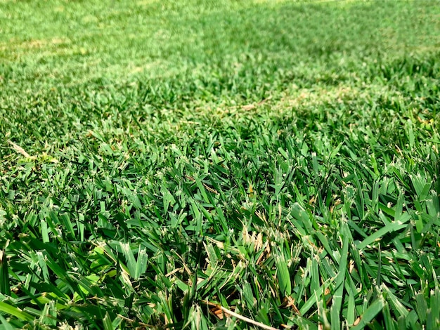 Fond d'herbe verte texture herbe