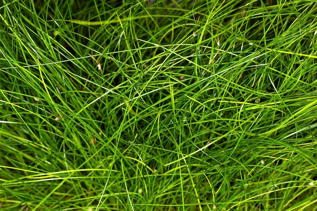 Fond d&#39;herbe verte