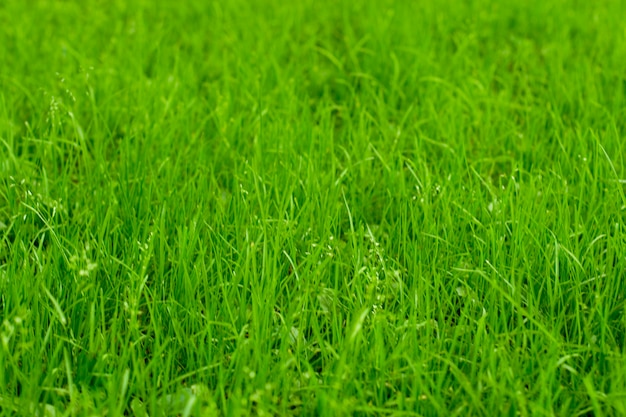 Fond d&#39;herbe verte