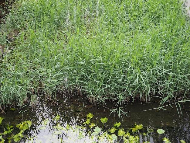 Fond d'herbe des zones humides