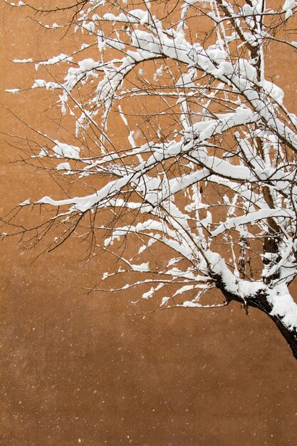 Fond d'hiver blanc avec des branches enneigées