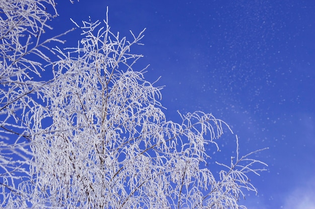 Fond d'hiver bleu avec des flocons de neige et mise au point sélective Bouleaux givrés en journée ensoleillée