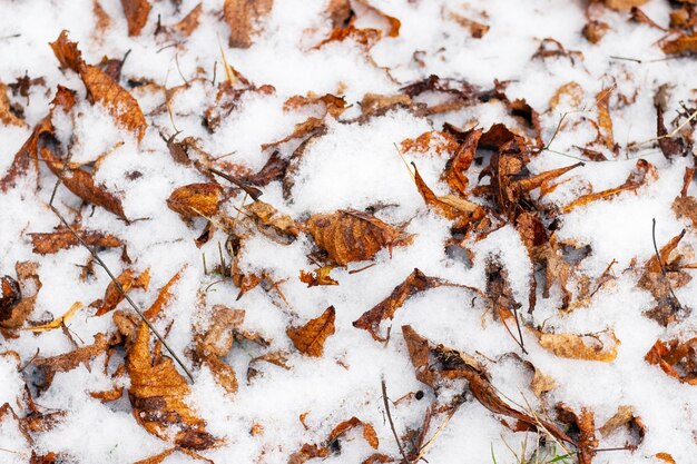 Fond d'hiver avec des feuilles sèches tombées couvertes de neige