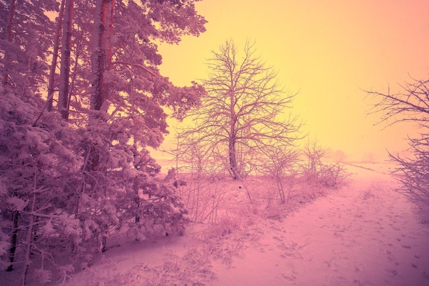 Fond d'hiver nature le matin Forêt enneigée au lever du soleil Pins couverts de neige