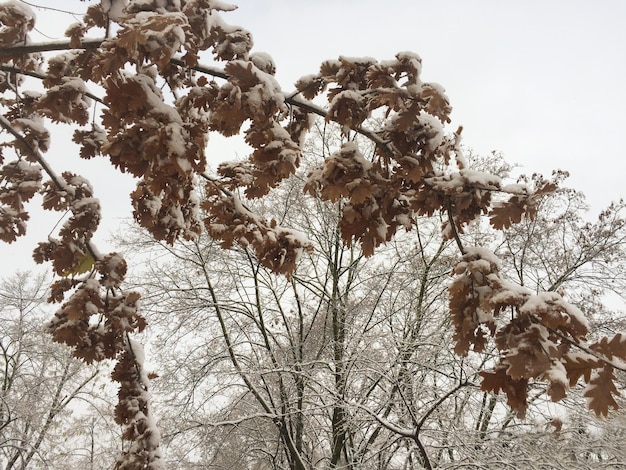 Fond d'hiver naturel Gros plan sur les branches couvertes de neige arbre dans le parc Emplacement vertical