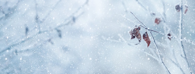 Fond d'hiver et de Noël avec une branche d'arbre enneigée et des feuilles sèches sur fond flou pendant les chutes de neige, neige