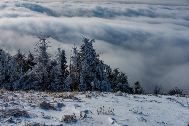 Fond d'hiver. Paysage avec des arbres couverts de neige.