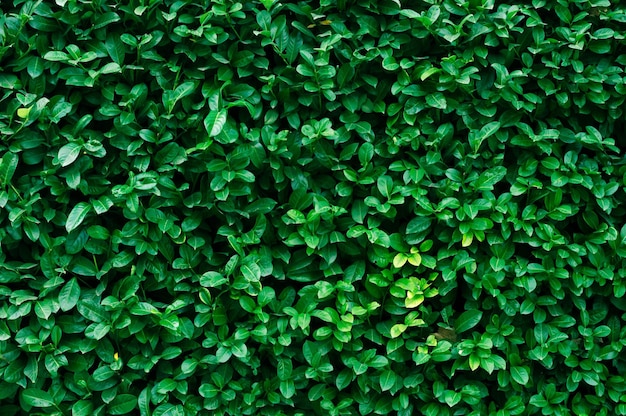 Fond horizontal de mur de haie de buisson vert avec des feuilles fraîches