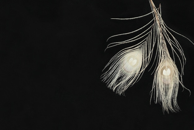 Fond Horizontal Noir Foncé Avec Des Plumes De Paon Ivoire Doux Couché Vue De Dessus Plat