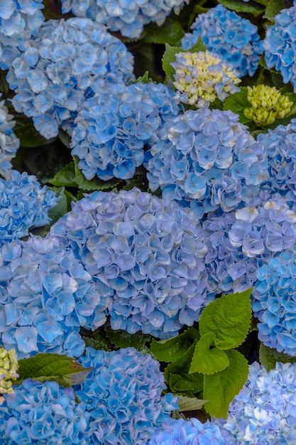 Fond d'hortensia bleu avec des fleurs et des feuilles vertes