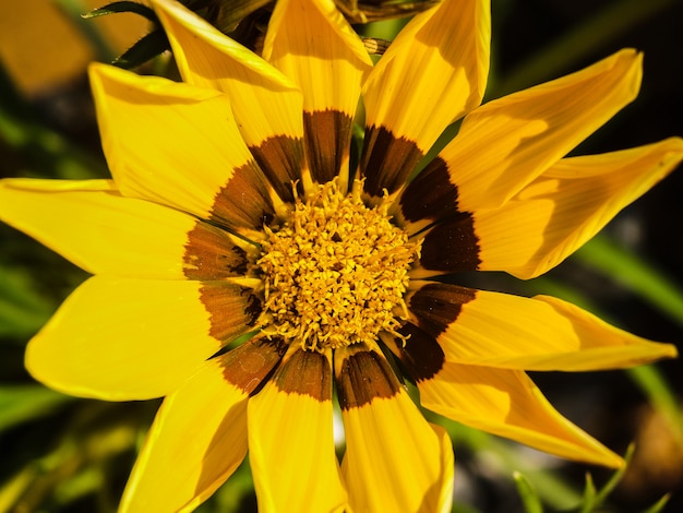 Fond d&#39;images de fleurs