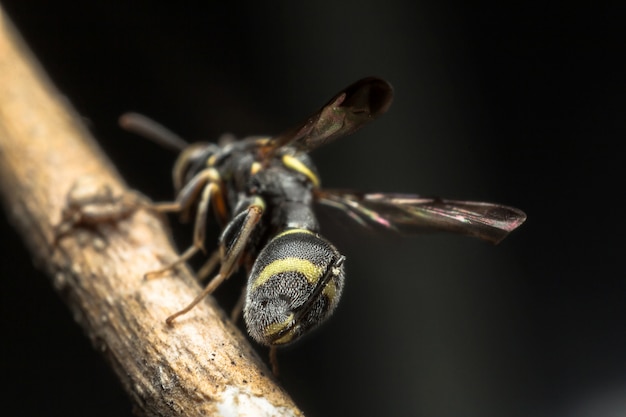 Fond d&#39;insecte noir à rayure jaune avec ficelle