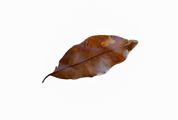 Fond d'isolat de feuille d'automne