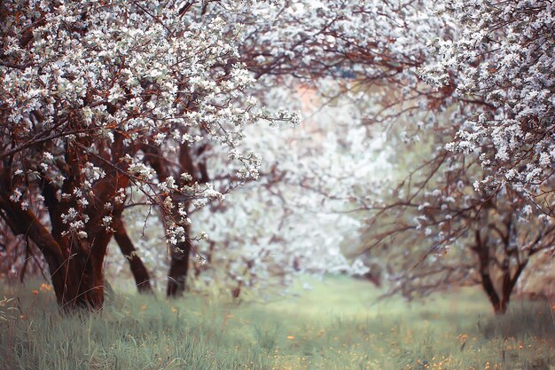 fond de jardin fleuri au printemps, fleurs blanches délicates sur les arbres, printemps de mars saisonnier