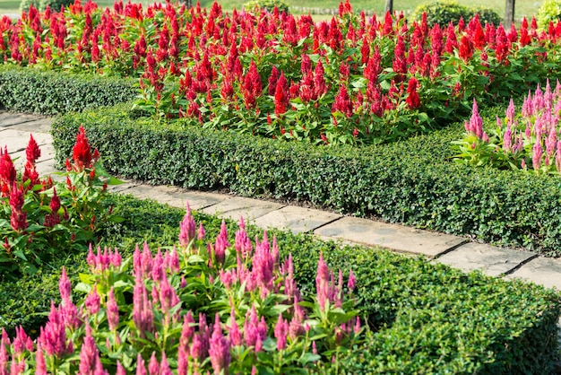 Fond de jardin de fleurs colorées