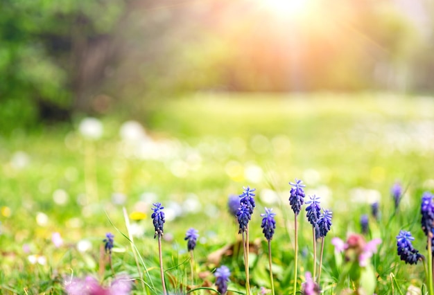 Fond de jardin de printemps avec des fleurs de miscari en journée ensoleillée