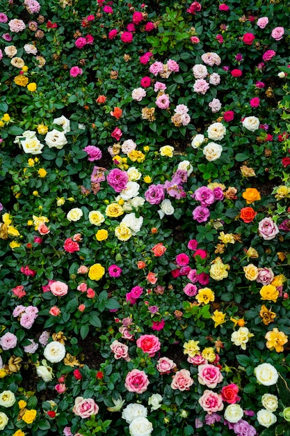 Fond de jardin de roses colorées