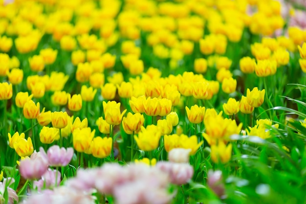 Fond de jardin de tulipes colorées