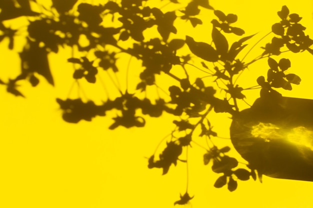 Fond jaune nature ombre. Motif floral abstrait sur le mur.