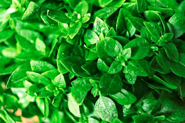 Fond de jeunes feuilles de basilic vertes en croissance dans des gouttes d'eau