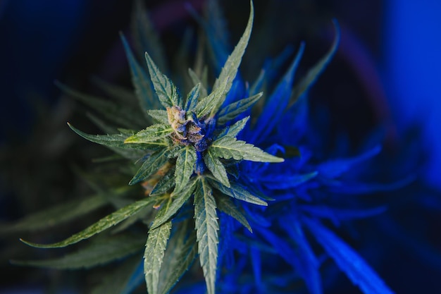 Fond de jeunes pousses de marijuana dans des tons bleus fantastiques Culture de chanvre biologique à la ferme Fond d'écran de marijuana Culture légale de chanvre