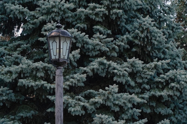 Fond de lampadaire d'une épinette bleue