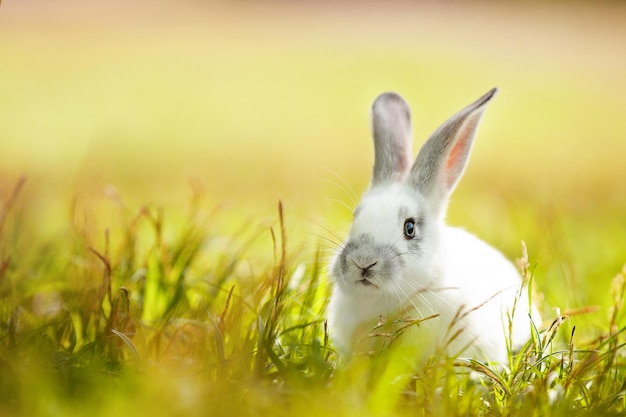 fond avec un lapin mignon sur une pelouse ensoleillée