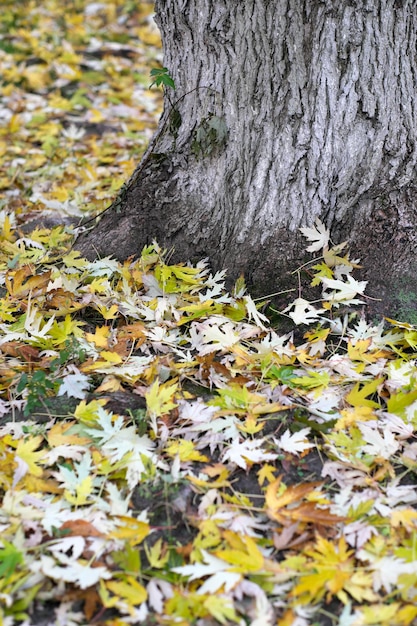 Fond de légumes jaune